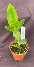 Hoya Densifolia 'Dark' Rooted Plant 2" Pot