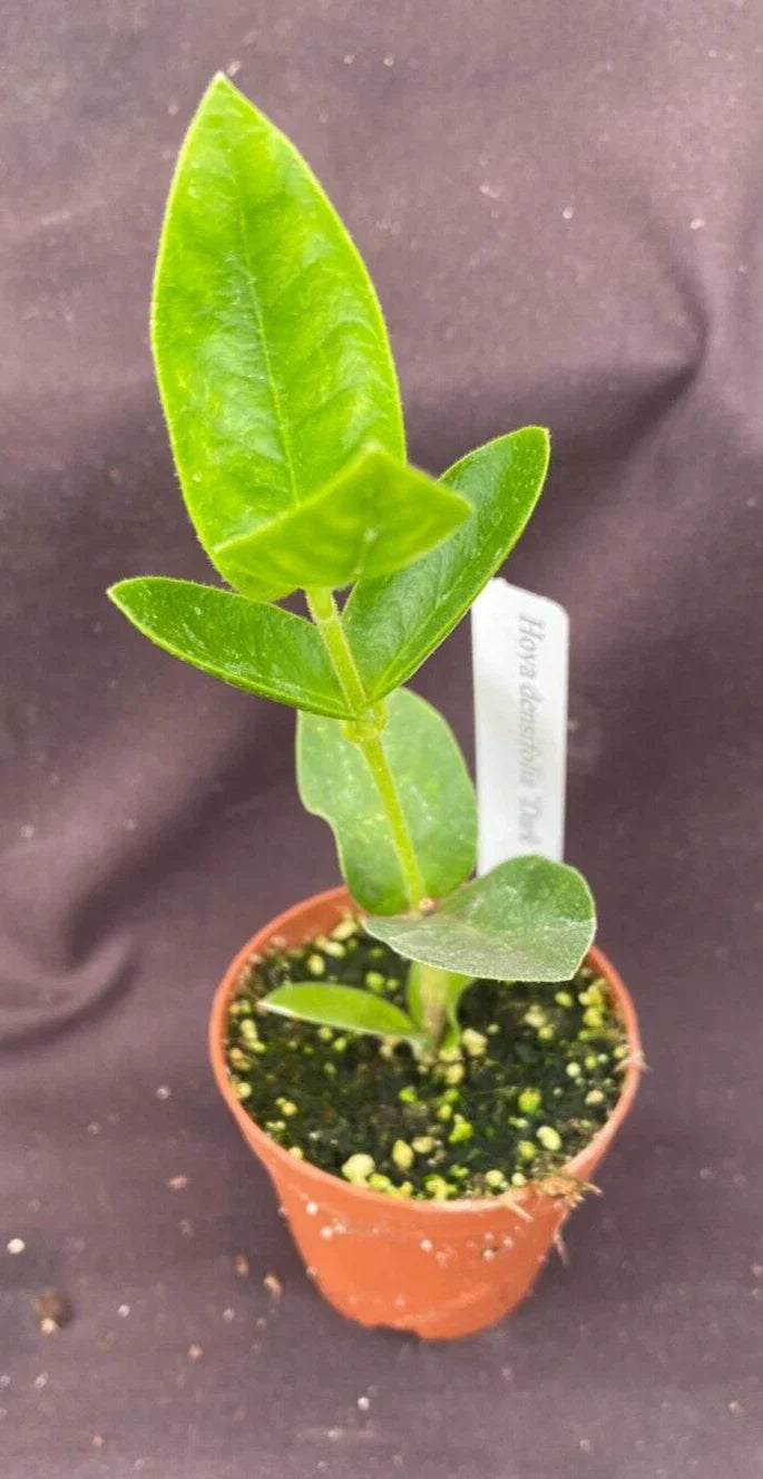 Hoya Densifolia 'Dark' Rooted Plant 2" Pot