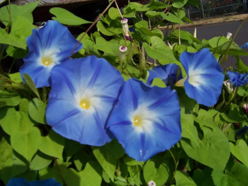 Morning Glory Seeds - 55 Seeds - Heavenly Blue Variety - Ipomoea purpurea - GroCo USA - Ships Free