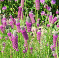 Purple Prairie Clover Seeds - Drought Resistant Wildflower, Nitrogen Fixing - Dalea purpurea - 501+ Seeds