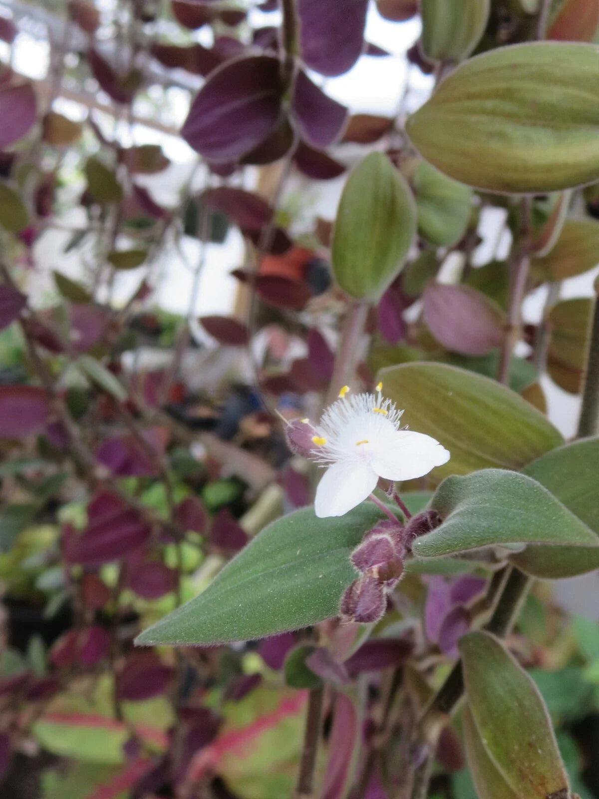 Unrooted Cuttings - Baby Bunny Bellies Tradescantia - Wandering Jew Plant - 10 Cuttings - Easy Care Indoor Plant