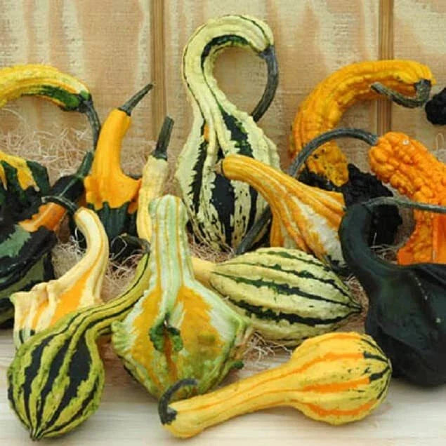 Gourd Seeds for Planting 20 Seeds Exotic Color Mix Cucurbita pepo Autumn Wings