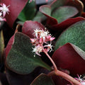 Succulent Cuttings 2" Crassula Multicava Red Fairy Jade Unrooted Live Plant