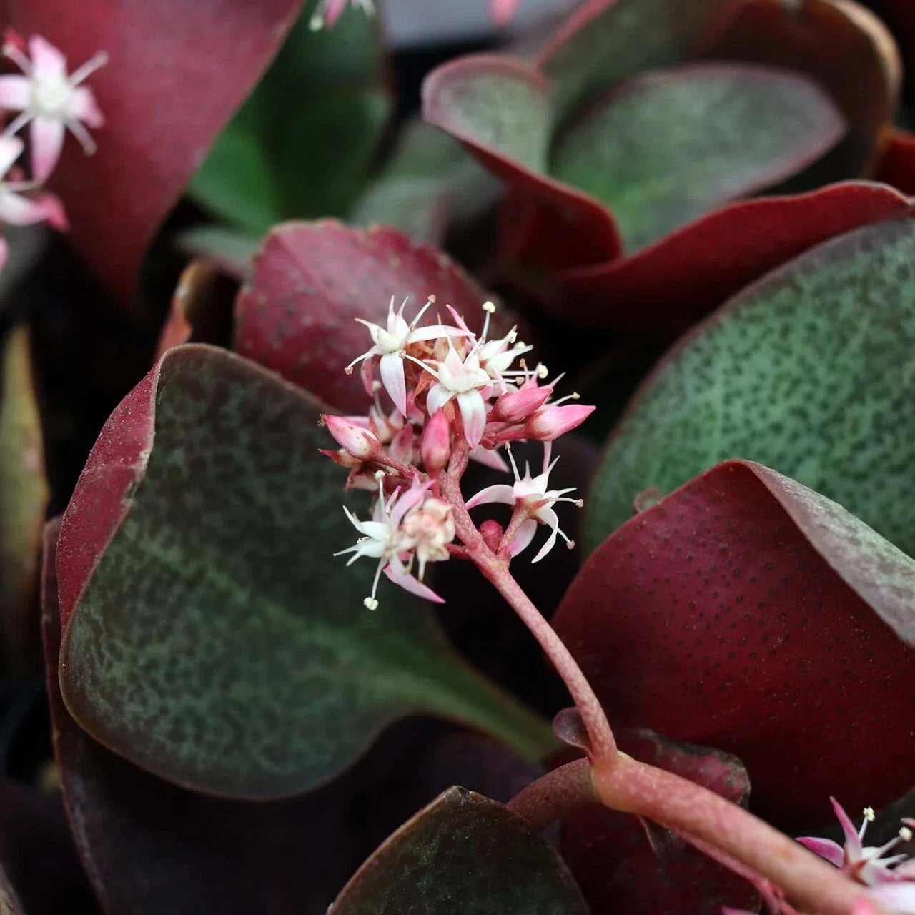 Succulent Cuttings 2" Crassula Multicava Red Fairy Jade Unrooted Live Plant