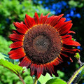 Red Sun Sunflower Seeds - Organic 50 Count - Helianthus annuus - USA Grown, Non-GMO, Free Shipping