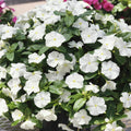 Vinca Logro White GL Seeds - 500 Count - Catharanthus roseus - Non-California Shipping - Garden Flower Seeds