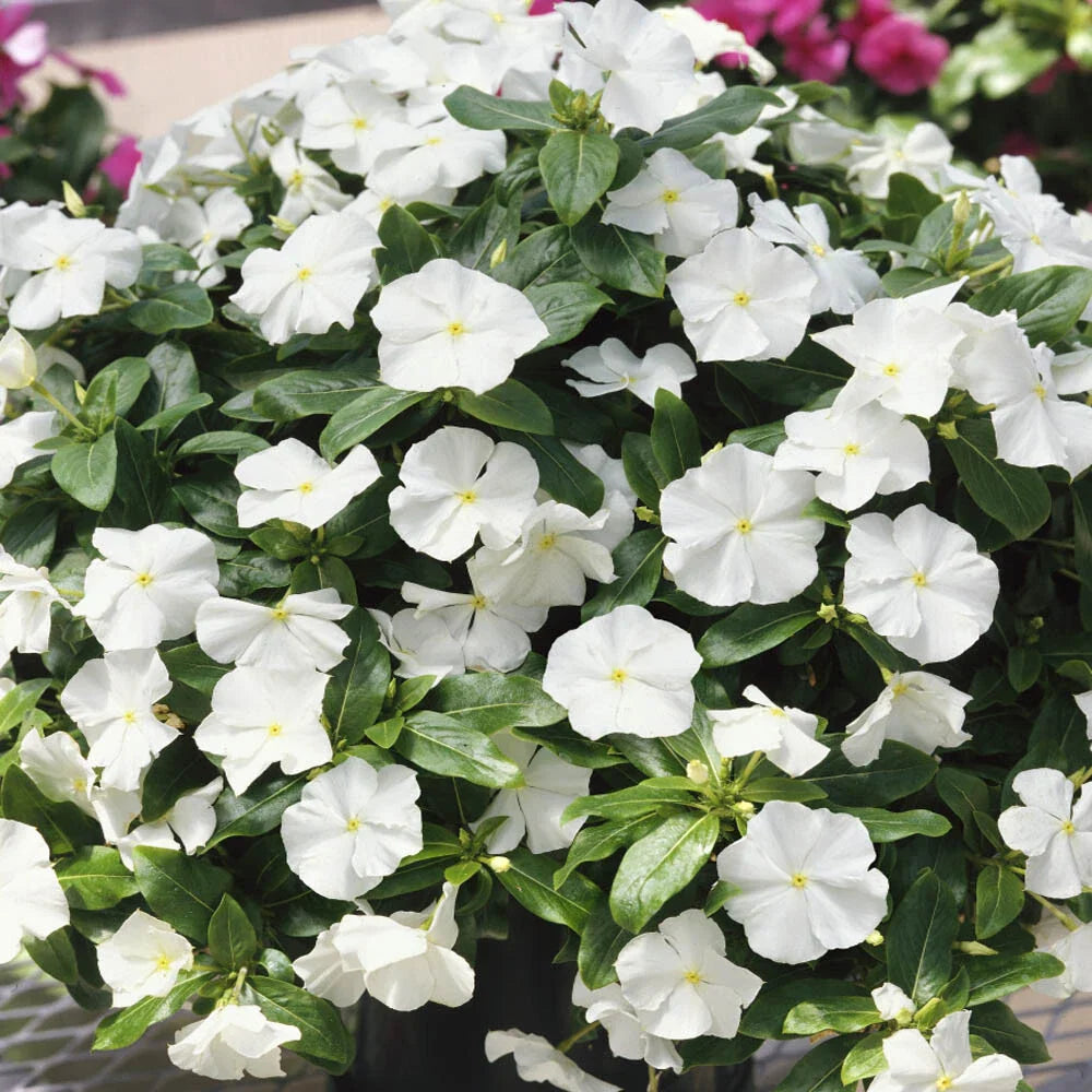 Vinca Logro White GL Seeds - 500 Count - Catharanthus roseus - Non-California Shipping - Garden Flower Seeds