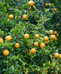 Trifoliate Hardy Orange Tree Seedling 4-6 Inch Poncirus trifoliata Fully Rooted