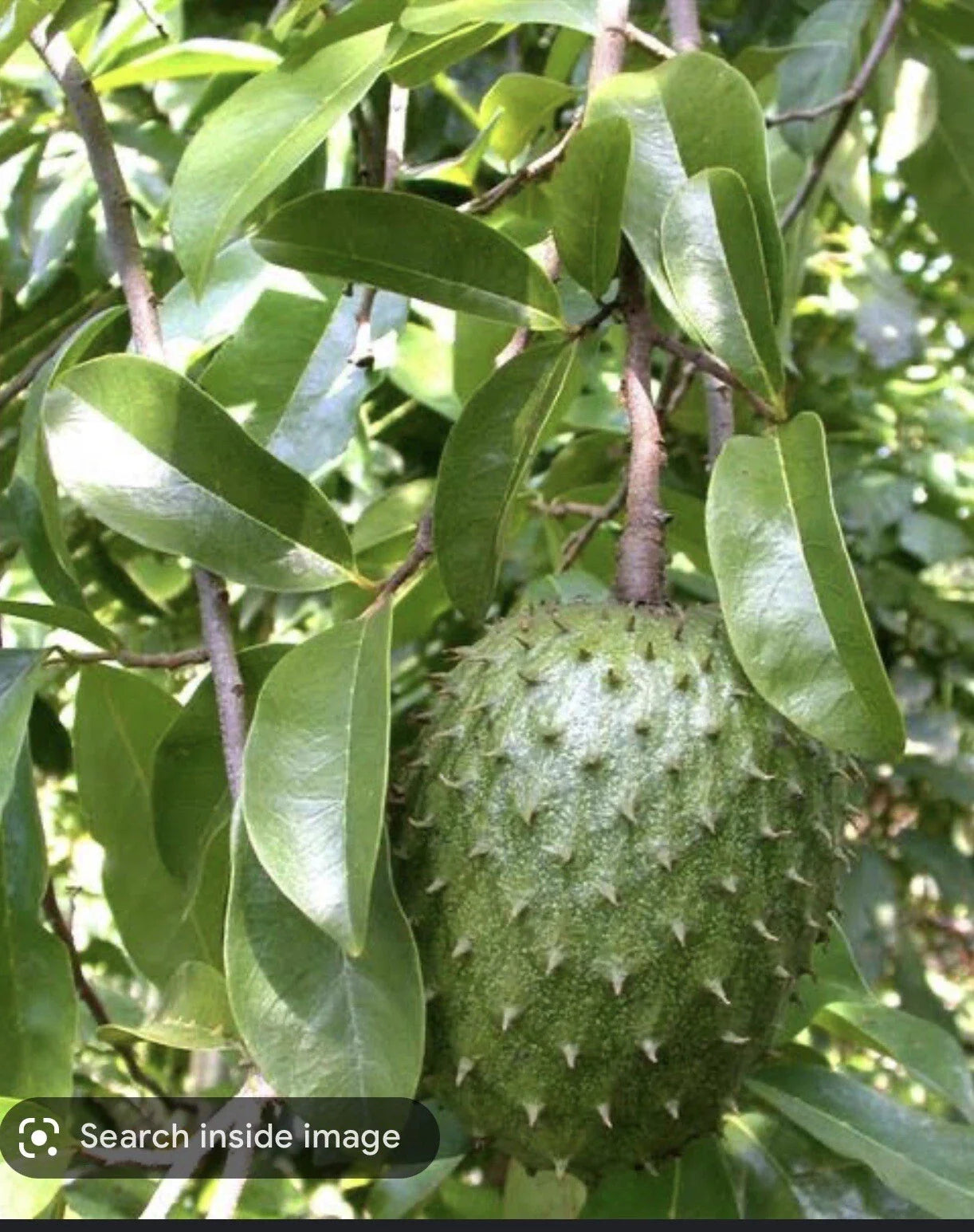 Graviola Soursop Plant in Pot - Annona Muricata - Tropical 5-9 inches - Fresh Guanabana Tree for Home Garden