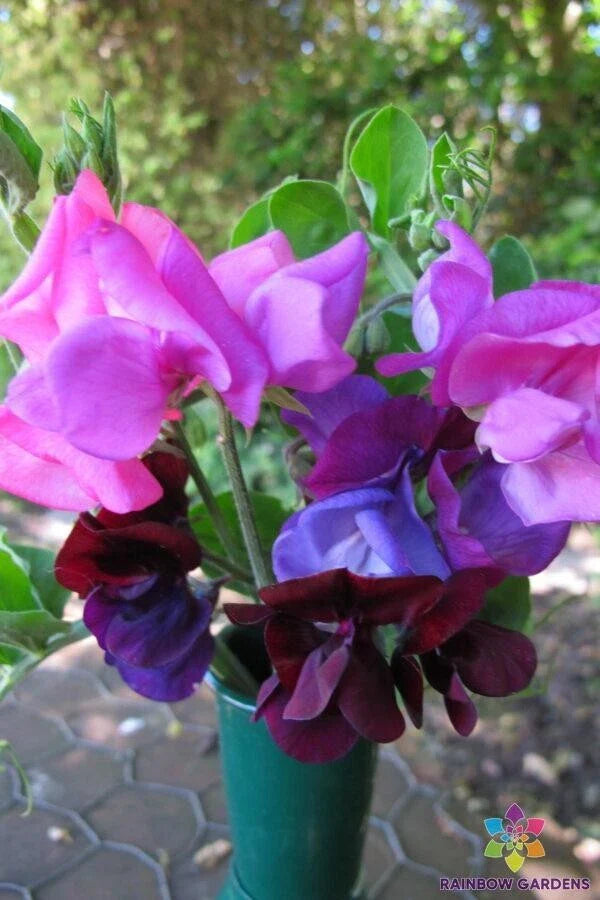 Dwarf Sweet Pea Seeds - 50+ Cupid Mixture - Lathyrus odoratus - Garden Flowers - USA