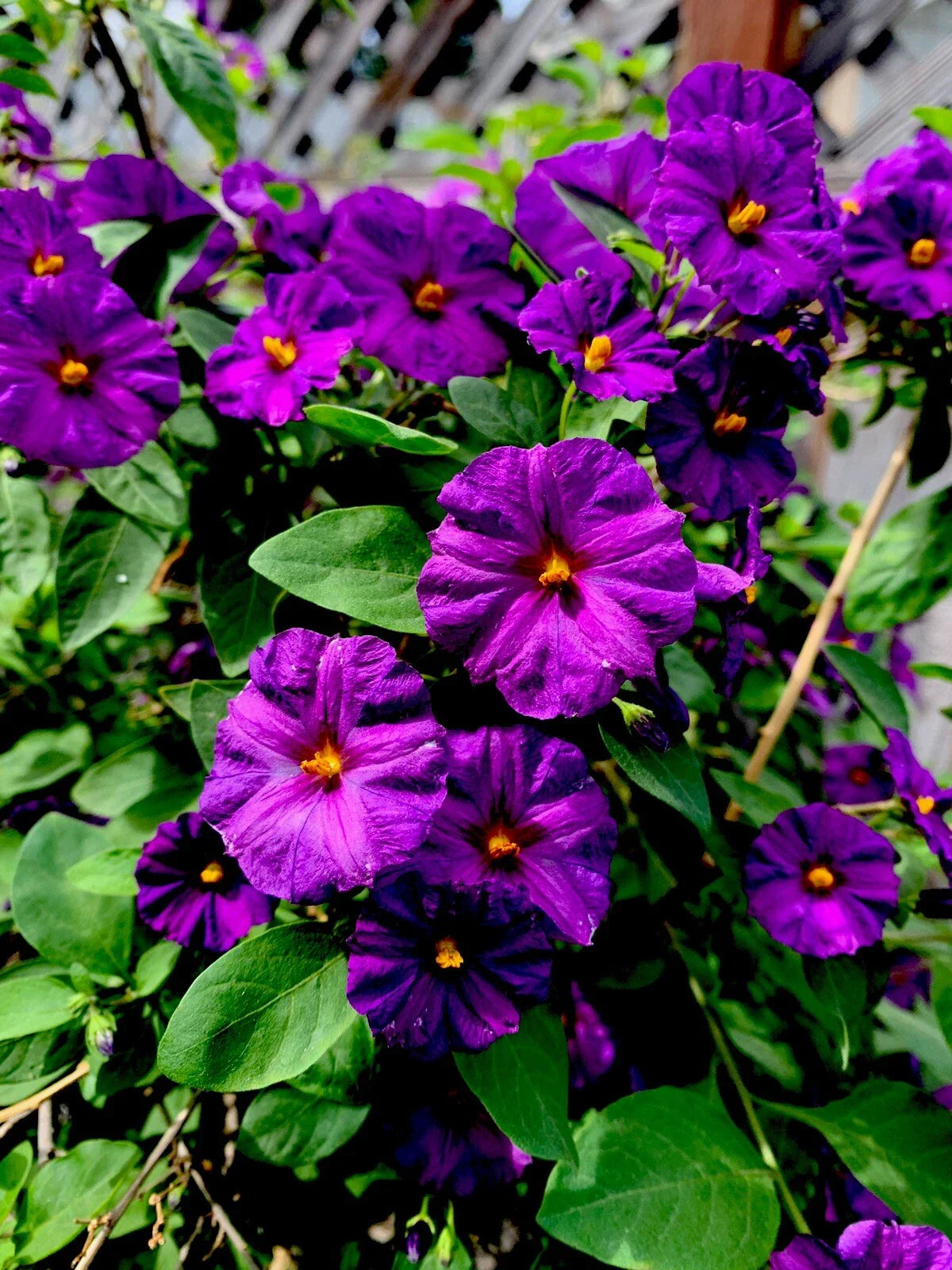 Lycianthes rantonnetii Cuttings - 5 Starter Live Plants - Kangaroo Apple - 6" Long