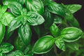 Genovese Basil Seeds 500+ Count - Great for Pesto - Ocimum basilicum - Made in USA