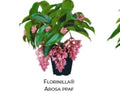 Medinilla Plant Starter - AROSA Magnifica - Very Rare Live Well Rooted Plant - Unique Tropical Houseplant