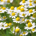 German Chamomile Seeds 2500+ Herb - Medicinal Fragrant Groundcover - Matricaria chamomilla - Annual - USA