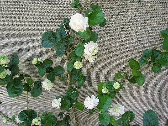 Grand Duke of Tuscany Jasmine Starter Plant - Jasminum Sambac - Small Rooted Plant for Home Garden or Indoor Decor
