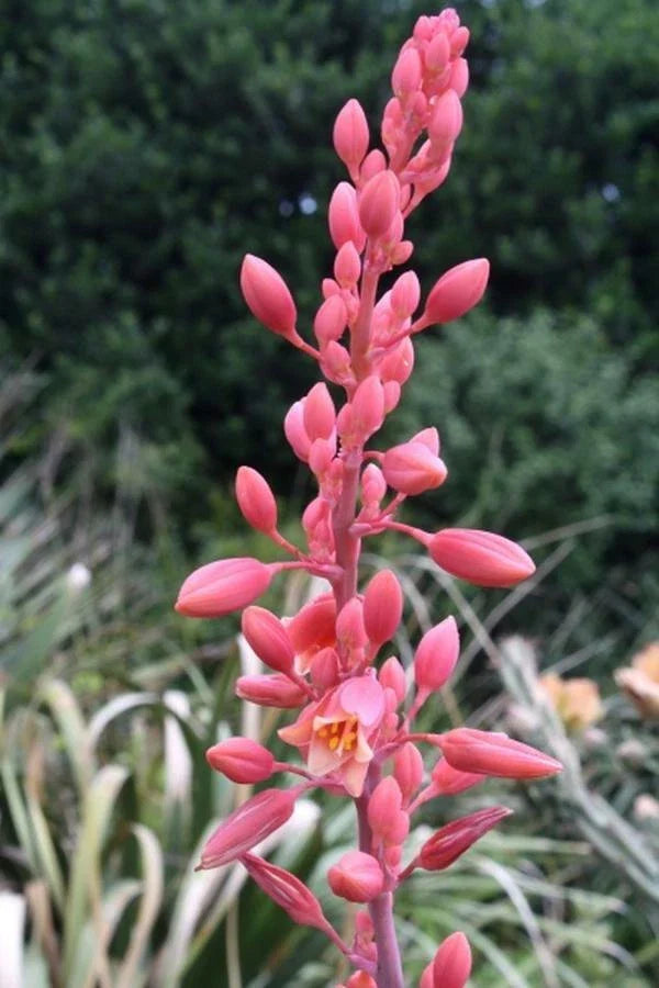 Texas Yucca Seeds - 85 Count - Brakelight Red Variety - Hesperaloe Funifera - Perfect for Xeriscaping and Drought-Tolerant Gardens