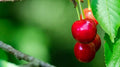North Star Cherry Seeds - 10+ Pack for Garden Planting - Prunus avium - USA Grown, Fast Shipping