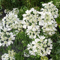 Orlaya grandiflora Seeds | Minoan Lace | White Lace Flower | 30 Seeds