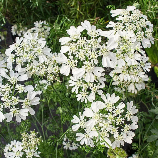 Orlaya grandiflora Seeds | Minoan Lace | White Lace Flower | 30 Seeds