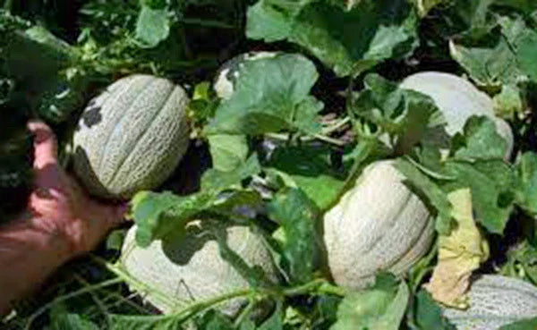 Muskmelon Seeds, 25+ Heirloom Hales Best Jumbo, Sweet and Delicious Cantaloupe (Cucumis melo)