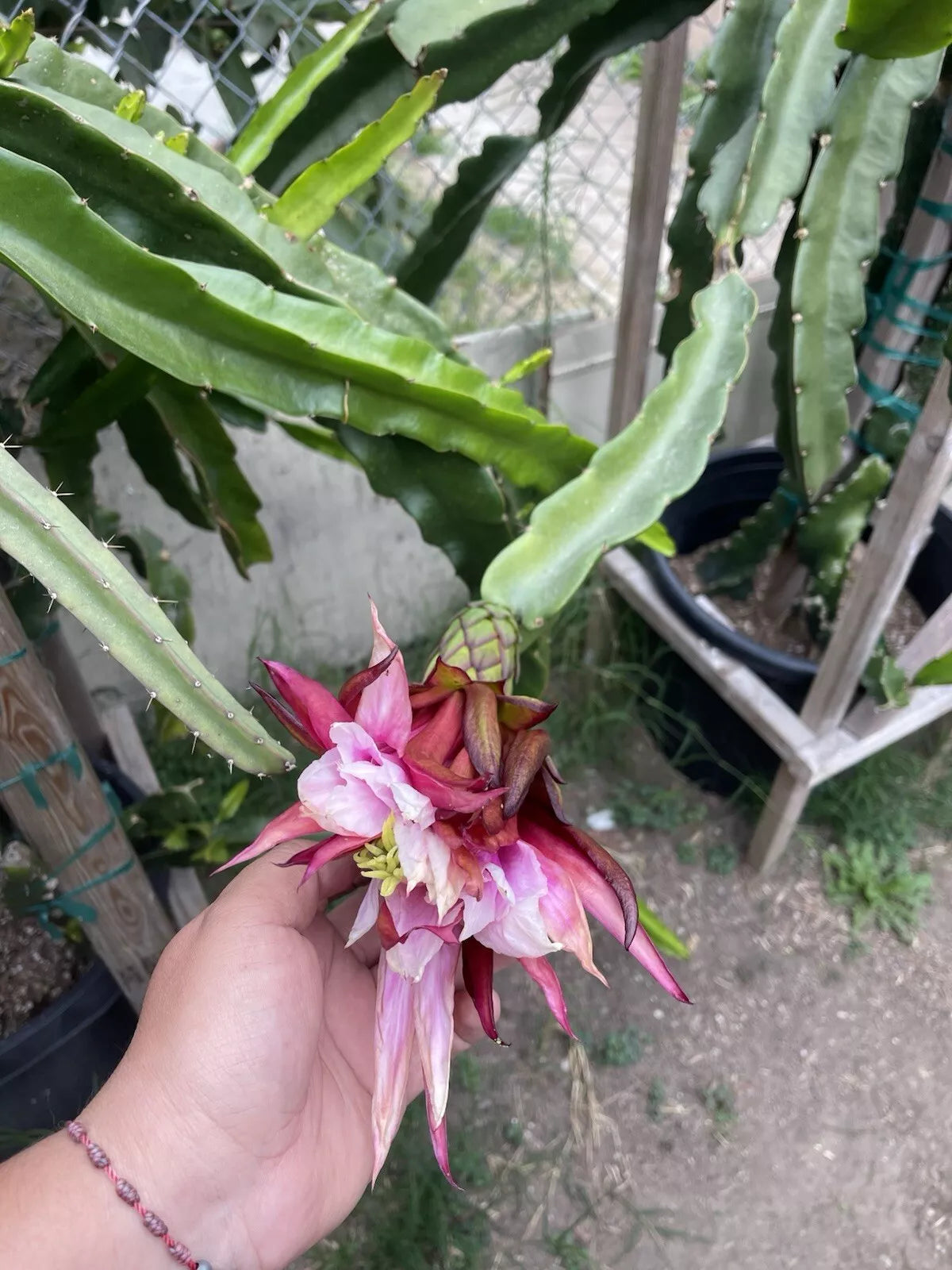 Mature Cuttings 12-17 Inch ASUNTA 5 Variety - Ideal for Propagation - Perfect for Gardening - (Scientific Name: [Insert Here])