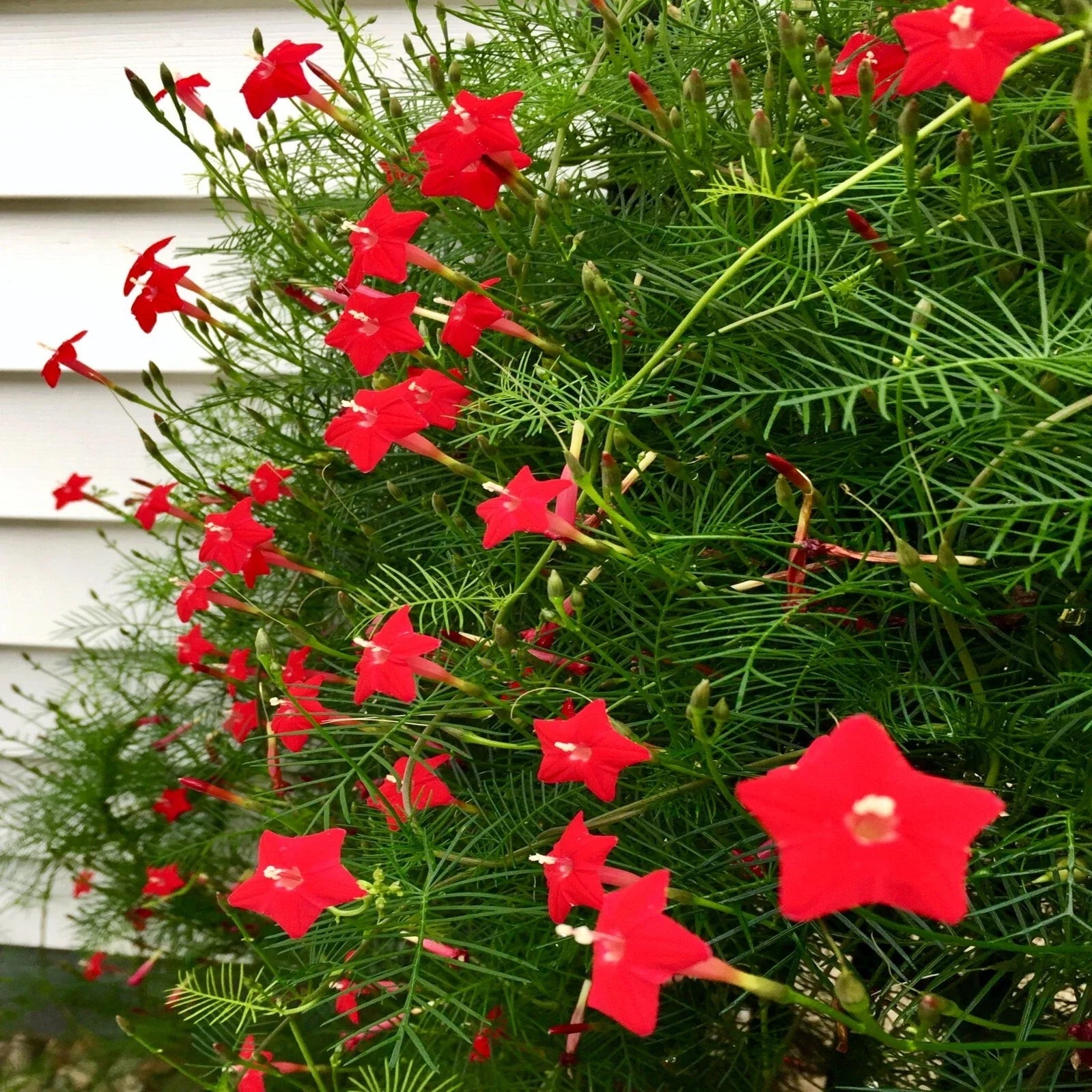 Star Glory Seeds - 20 Cardinal Creeper Vine Flower Seeds - Attracts Butterflies and Hummingbirds - Ipomoea quamoclit