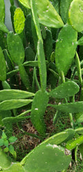 15+ Cactus Pads, Opuntia Nopal, Edible for Tortoise & Reptiles, Nutrient-Rich Superfood