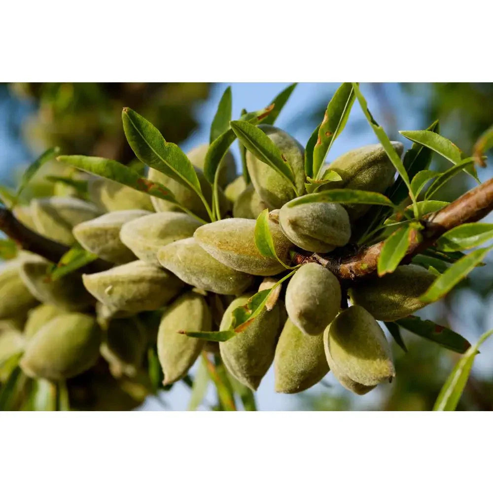 All-In-One Almond Tree - 3 Ft Bare Root, Self-Pollinating, Heavy Producing Almonds (Prunus dulcis)