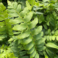 Christmas Fern Bare Root Plants - Polystichum - 25 Pack - Hardy Perennial for Shade Gardens and Landscaping