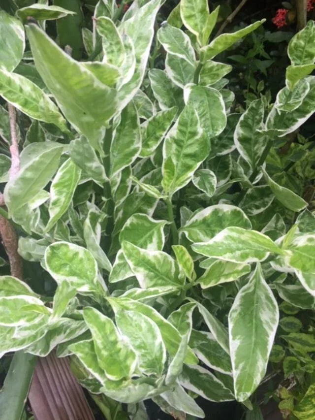Devil's Backbone Cuttings Set - 9 Cuttings + 1 Rooted Cutting - Euphorbia tithymaloides variegata