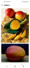 Kent Mango 3 Seeds Fresh USA Mangifera indica