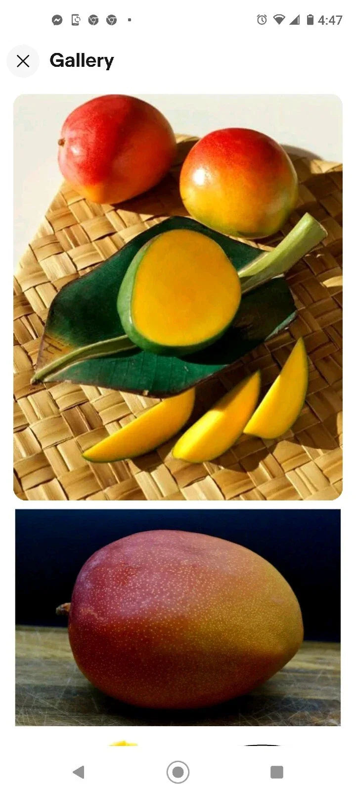 Kent Mango 3 Seeds Fresh USA Mangifera indica
