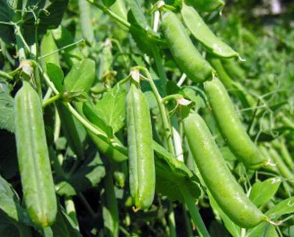 Pea Seed Pack - 100+ Heirloom Thomas Laxton Non-GMO Seeds - Perfect Peas for Home Gardening