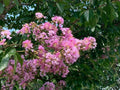 Splash of Pink Cape Myrtle Seeds - 20 Perennial Flower Seeds - Lagerstroemia indica - Vibrant Garden Bloom