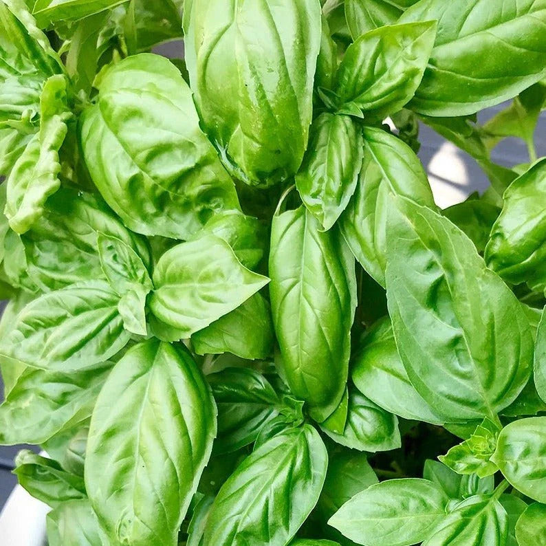 Genovese Basil Seeds - Italian Herb for Garden - Ocimum basilicum - Ideal for 2025 Planting