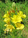 Evening Primrose Seeds 519 Bulk, Large Yellow Flowers, Oenothera biennis, Perennial Garden Plant