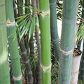 Bamboo Seeds - 50 Pack - Indian Bengle Clumping Privacy Plant for Garden Shade - Perfect for Natural Screening