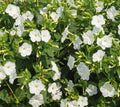 Four O'Clock Seeds - White Purity Mirabilis jalapa Night Blooms - Non-GMO, 25 Seeds USA