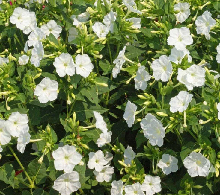 Four O'Clock Seeds - White Purity Mirabilis jalapa Night Blooms - Non-GMO, 25 Seeds USA