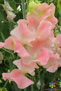 Harvey's Blush Sweet Pea Seeds - 50+ Pack - Lathyrus odoratus - Garden Planting - USA