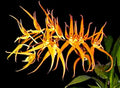 Orchid Plant 2.5" Pot Brassia Orange Delight 'Hilo Sunrise'