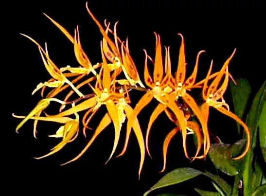Orchid Plant 2.5" Pot Brassia Orange Delight 'Hilo Sunrise'