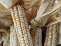 Hickory King White Corn Seeds - 20 Non-GMO Heirloom Seeds - Open Pollinated Variety - Zea mays