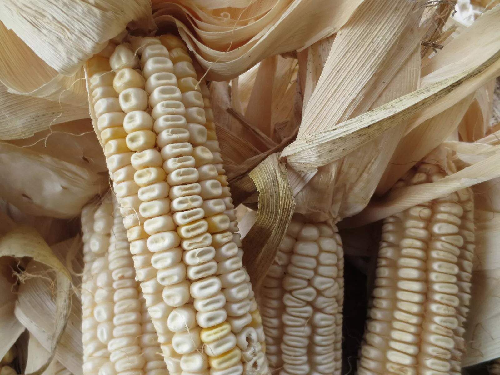 Hickory King White Corn Seeds - 20 Non-GMO Heirloom Seeds - Open Pollinated Variety - Zea mays