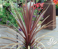 Dracaena Spikes Seeds - 100 Count - Dracaena sp. - Indoor/Outdoor Planting, Easy Care, Tropical Foliage