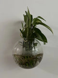 Pothos Cuttings - 5 Healthy Green Cuttings - Epipremnum aureum, Indoor Plant, Easy Care, Trailing Vine