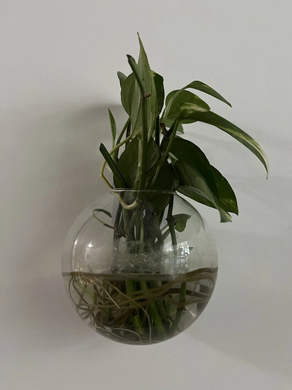 Pothos Cuttings - 5 Healthy Green Cuttings - Epipremnum aureum, Indoor Plant, Easy Care, Trailing Vine