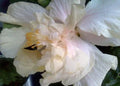 Elephant Ear Plant - Tropical Exotic Fancy Hibiscus - Double Cream White Pink Flower - Hibiscus rosa-sinensis