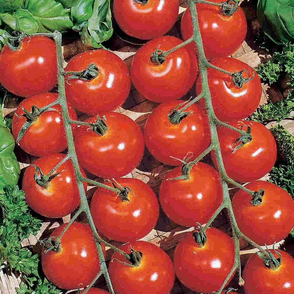 Sweetie Cherry Tomato Seeds - 10+ Pack - Non-GMO, Heirloom, Organic - Solanum lycopersicum