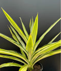 Yucca Plant 1 Gallon Variegated Hybrid 'Solaris' Rare Succulent (Yucca cv. 'Solaris') Rooted Live Plant